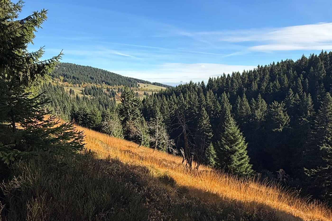 Bewaldeter Hang im Erzgebirge bei Marienberg im Herbstlicht